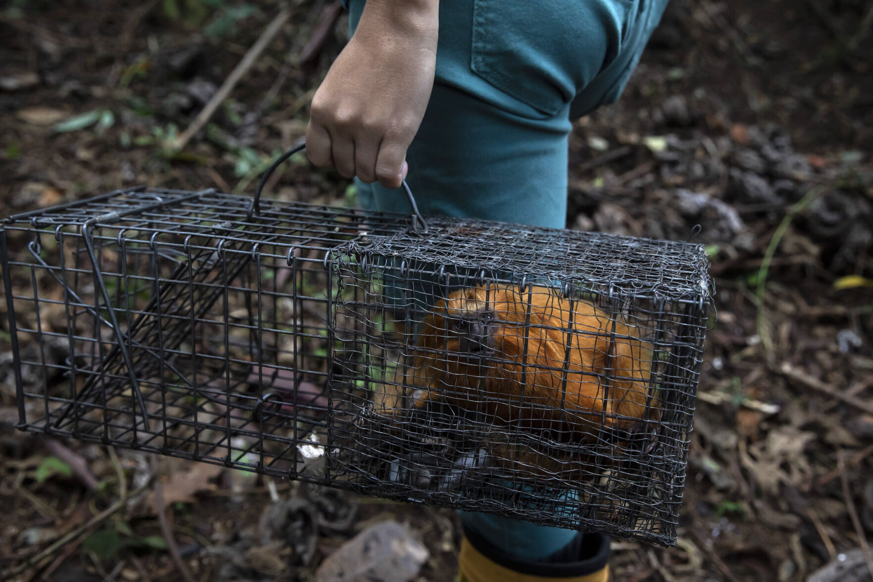Brazil Golden Monkey Vaccination